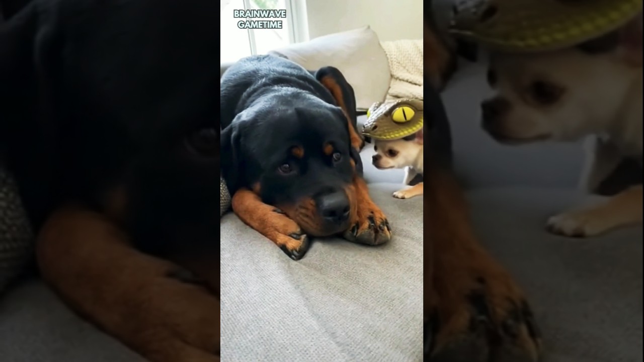 chihuahua pranks rottweiler with snake mask 😂 