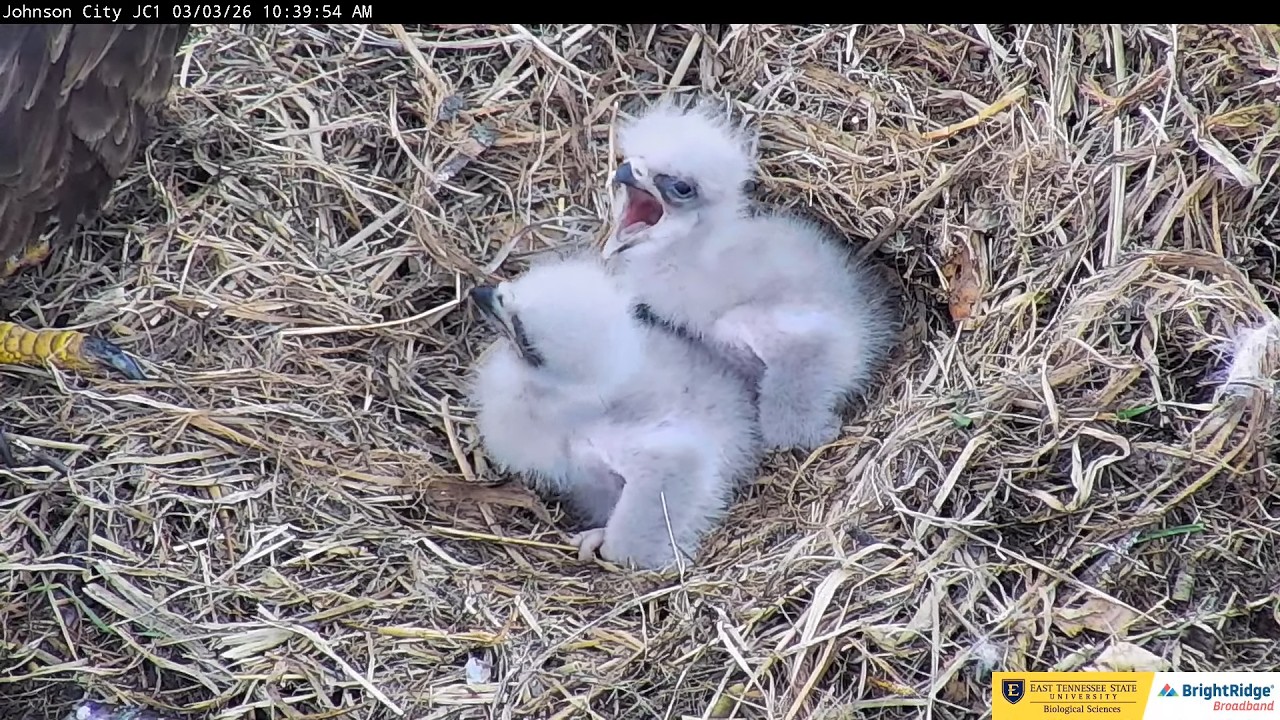 JC26 and JC27 02.03.2026 ETSU Eagle Cameras Johnson City Cam 1: ETSU Eagle Camera