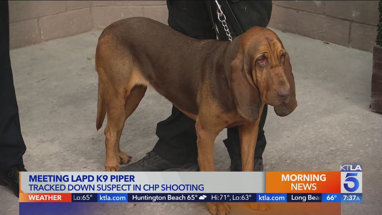 LAPD K-9 helped track down suspect in CHP shooting