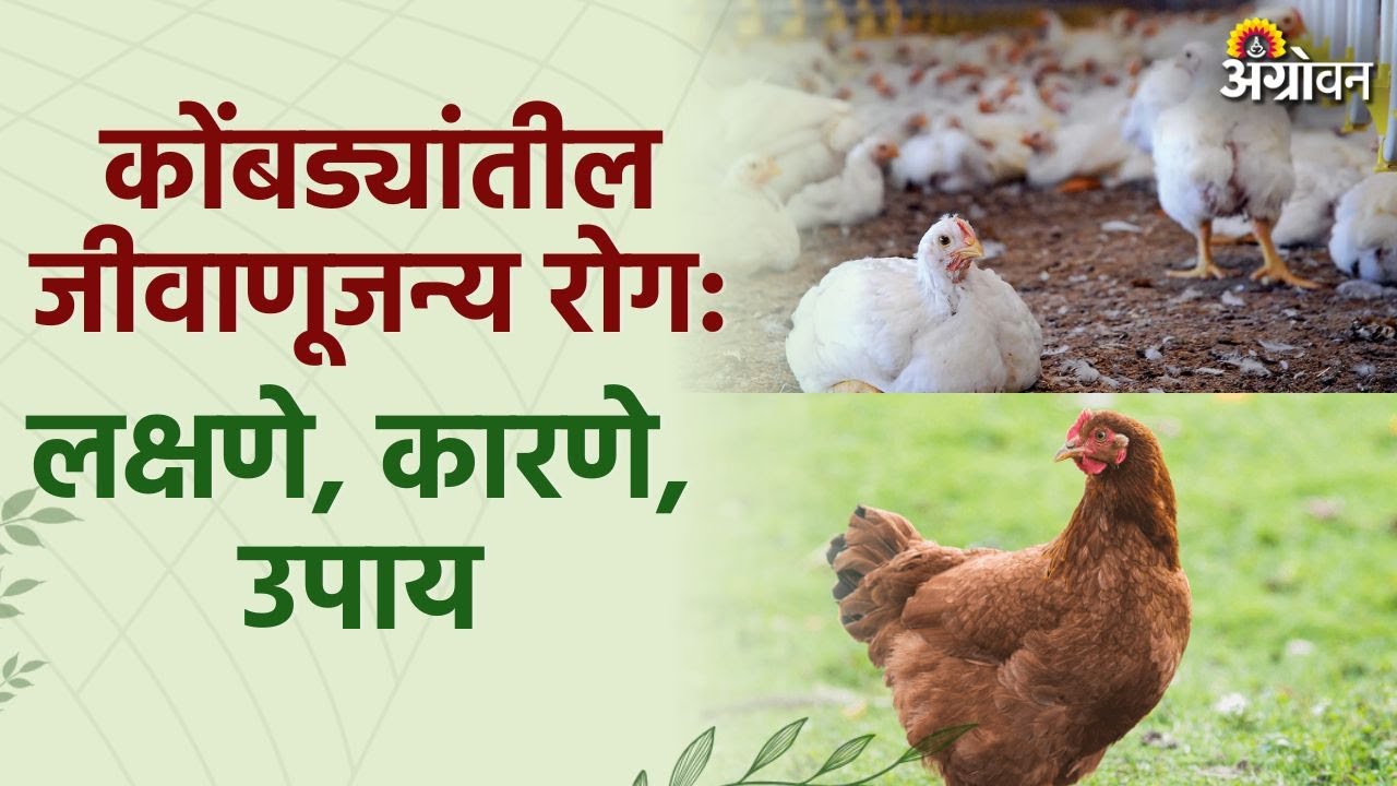 Poultry Disease : पाणी, खाद्यातून होणाऱ्या रोगापासून असा करा कोंबड्यांचा बचाव | Agrowon