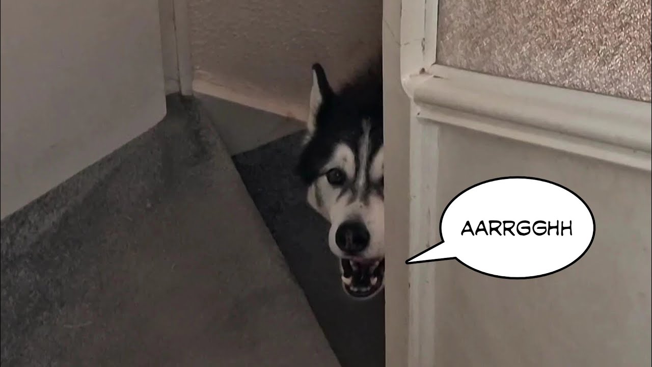 Husky SCREAMS If I Go To The Toilet!