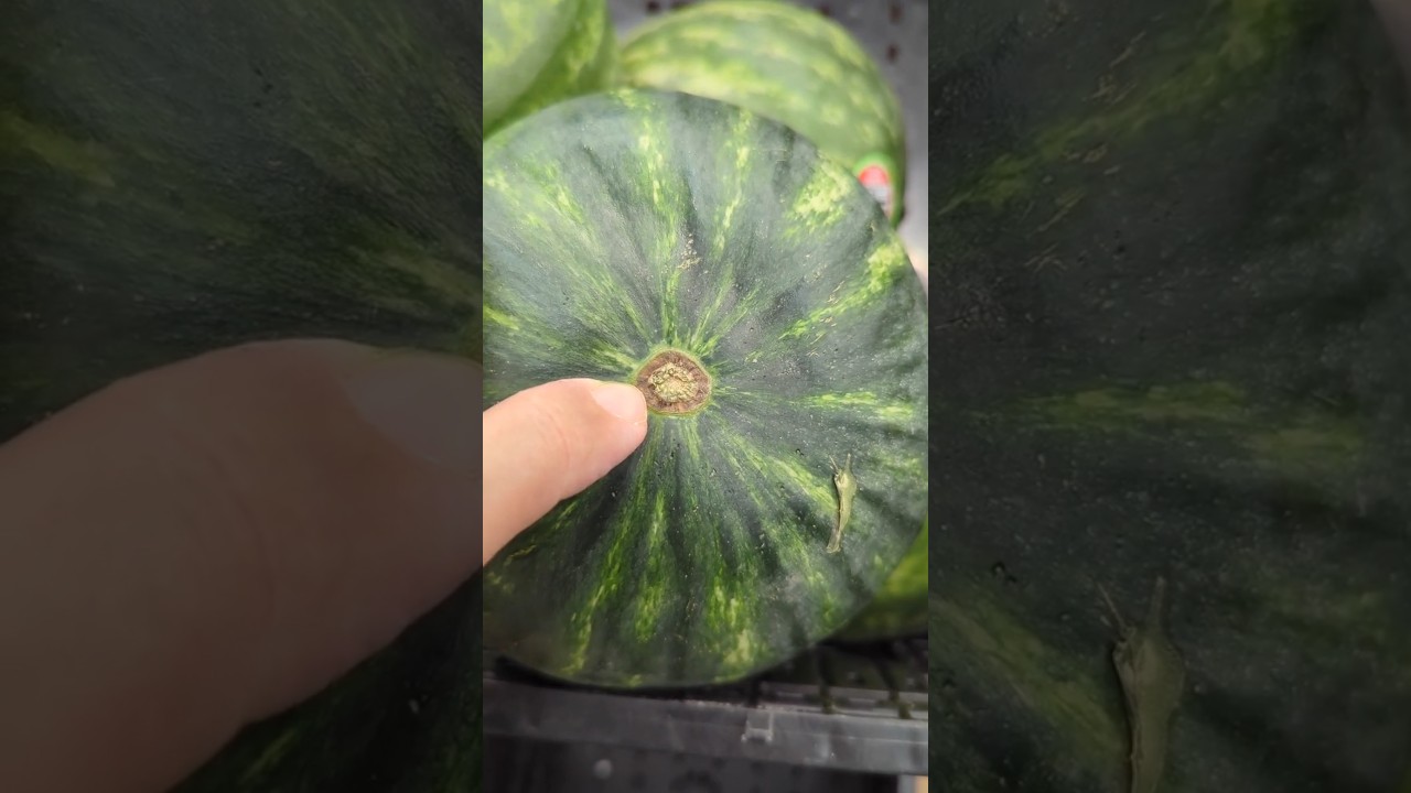 How to select a mini watermelon | 5 things to look for