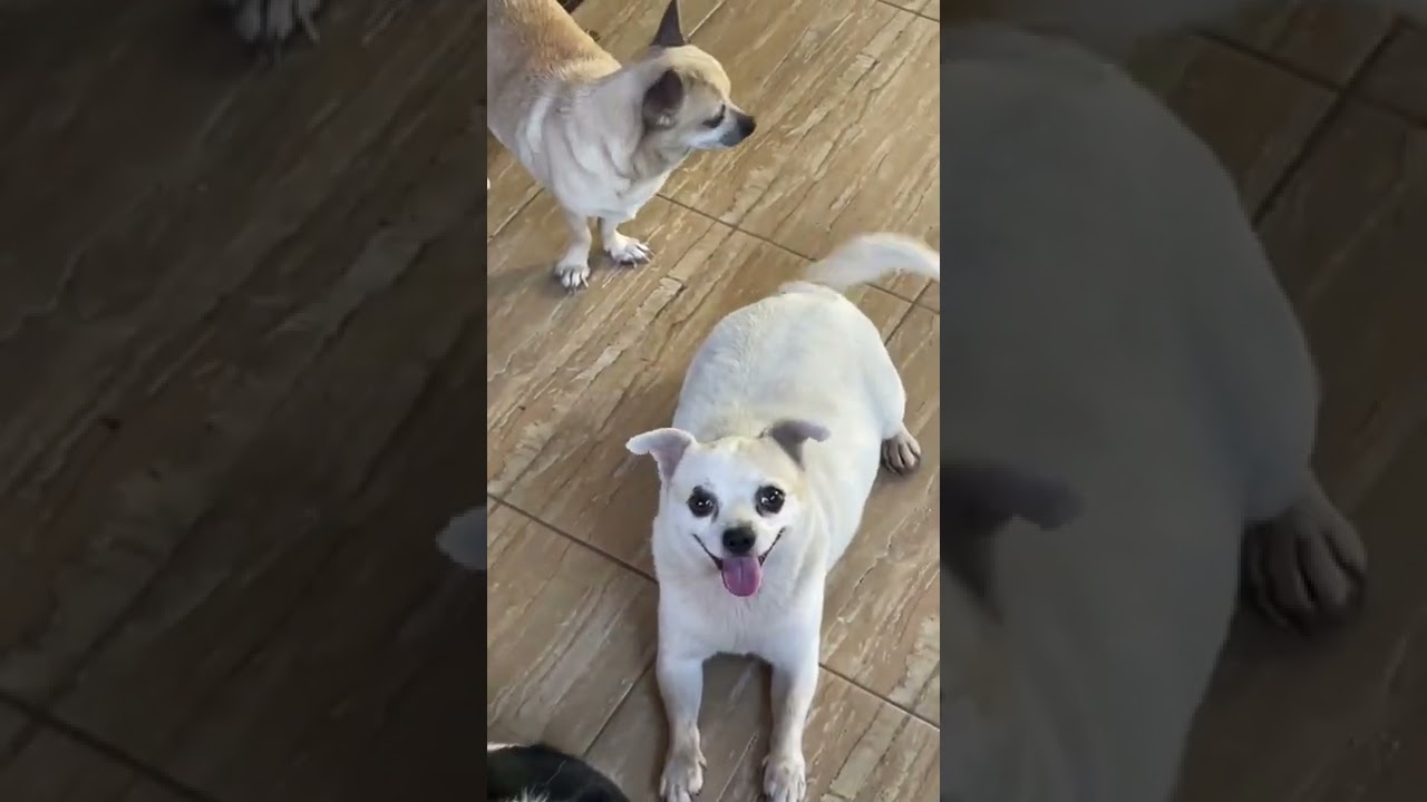 Pet Friends
