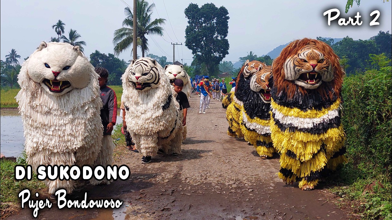 KIRAB CAN MACANAN DAN DRUMBAND SINGO MANGGALA DI SUKODONO PUJER BONDOWOSO PART2.mp4