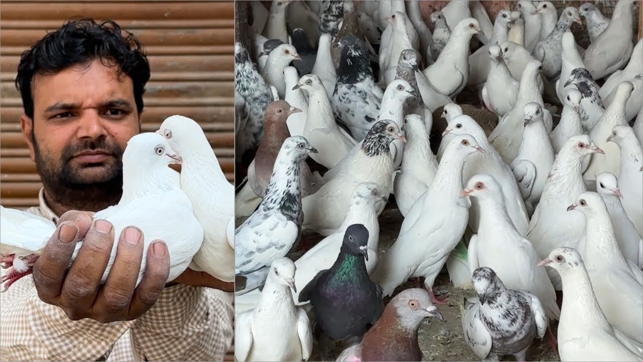 Shazad loni kabutar shop kabootar market loni sehzad pet shop Delhi white pigeons