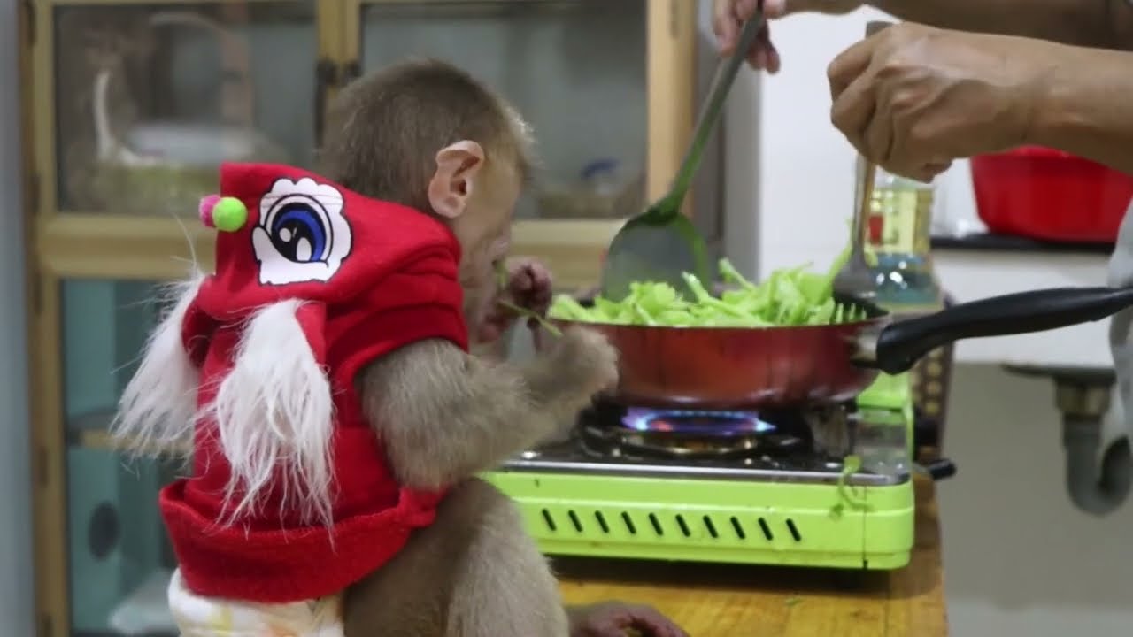 Mum cooking fried morning glory for monkey Icy launch time