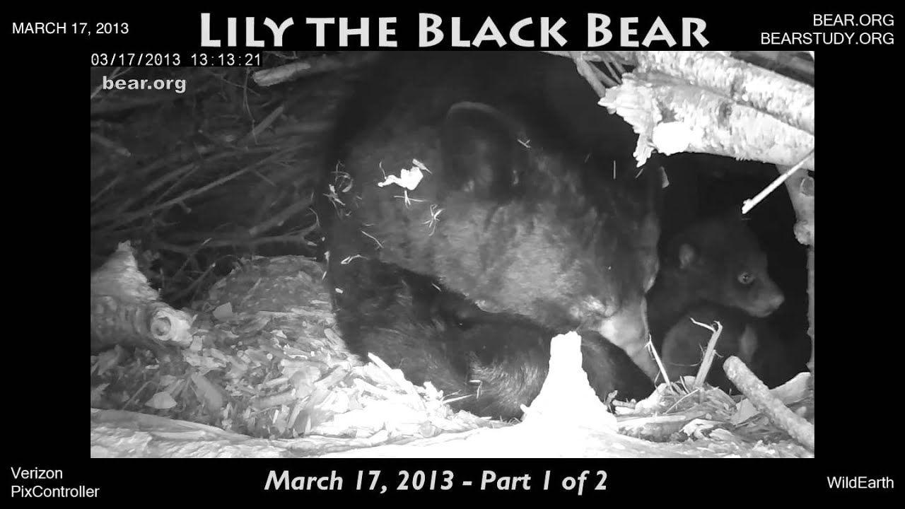 March 17, 2013 - Lily the Black Bear - Part 1 of 2