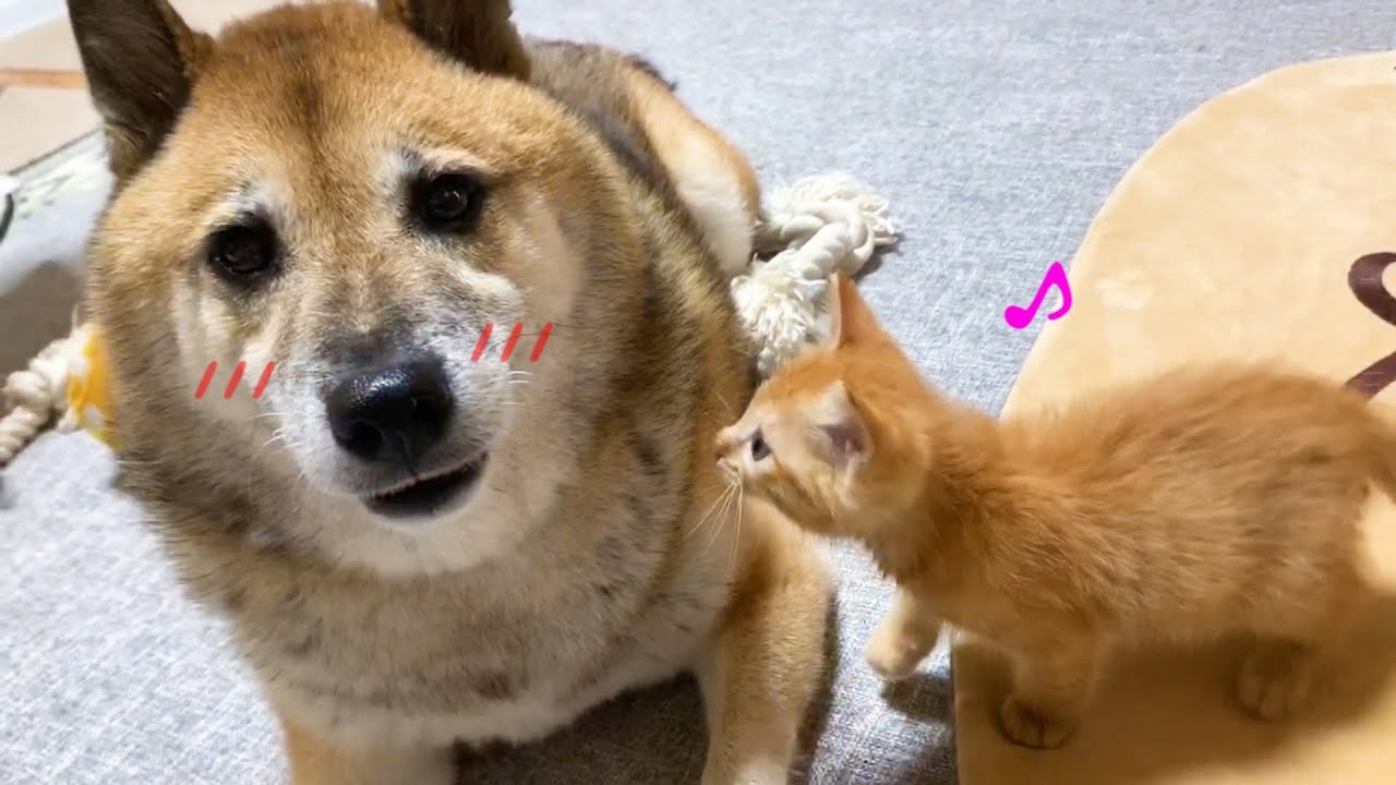 先住猫と柴犬に子猫も馴染んできたようです。♥