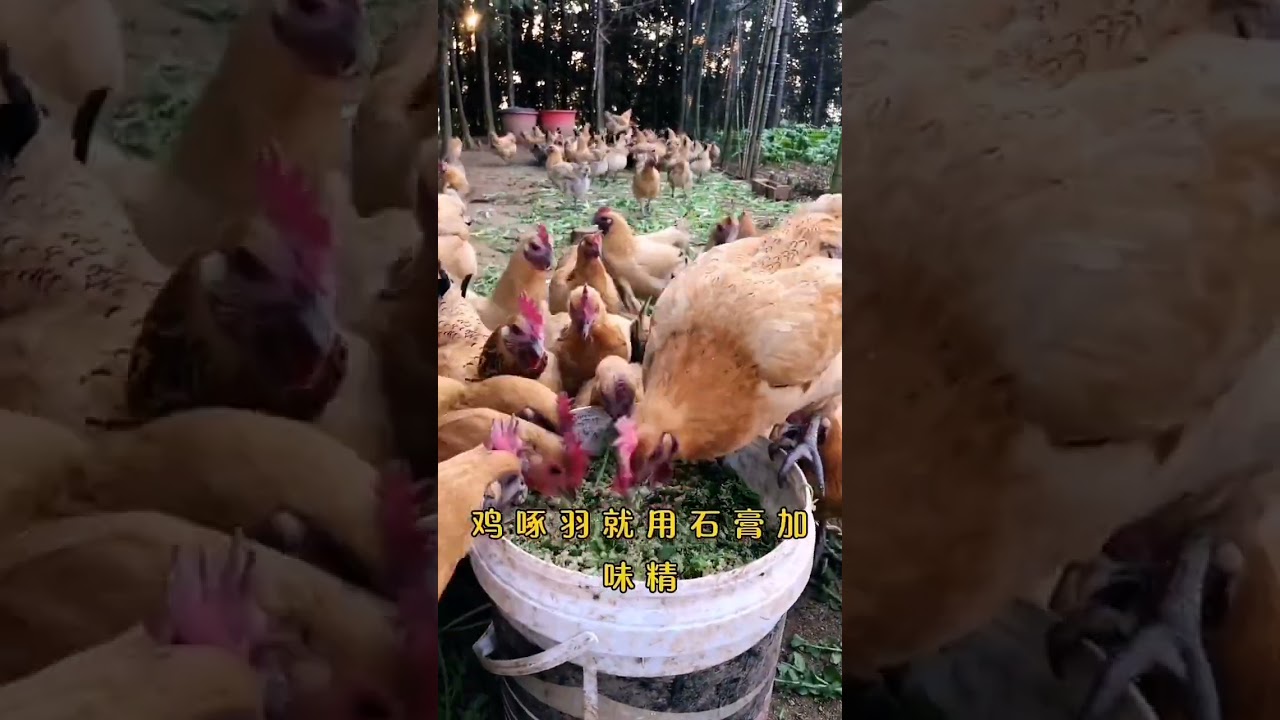 #养鸡 #养鸡小妙招 #散养土鸡生态养殖土鸡 #科学养鸡 养鸡 养鸡小妙招 养鸡小土方 #科普 #鸡 #搞笑