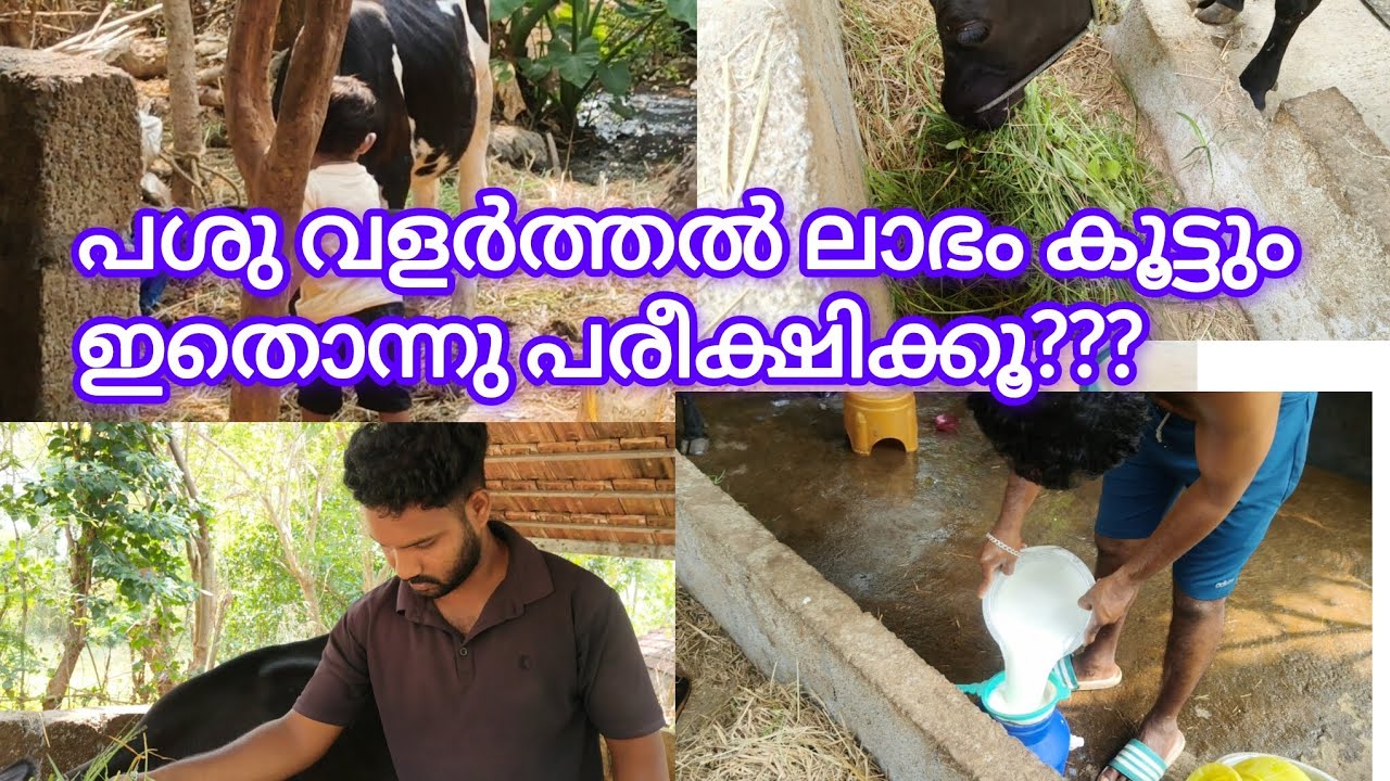 പശു വളർത്തൽ ലാഭമാണോ? എൻ്റെ അനുഭവങ്ങൾ🙆🙆🙆🙆🙆🙆