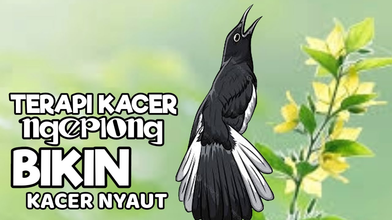 Pancingan kacer gacor, Suara kacer ngeplong bikin lawan langsung nyaut gacor, ampuh