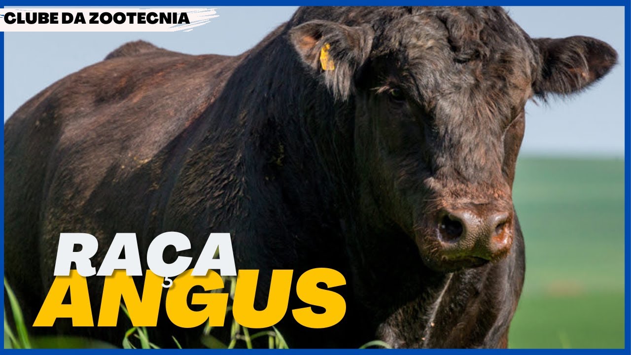 Conheça a RAÇA ANGUS