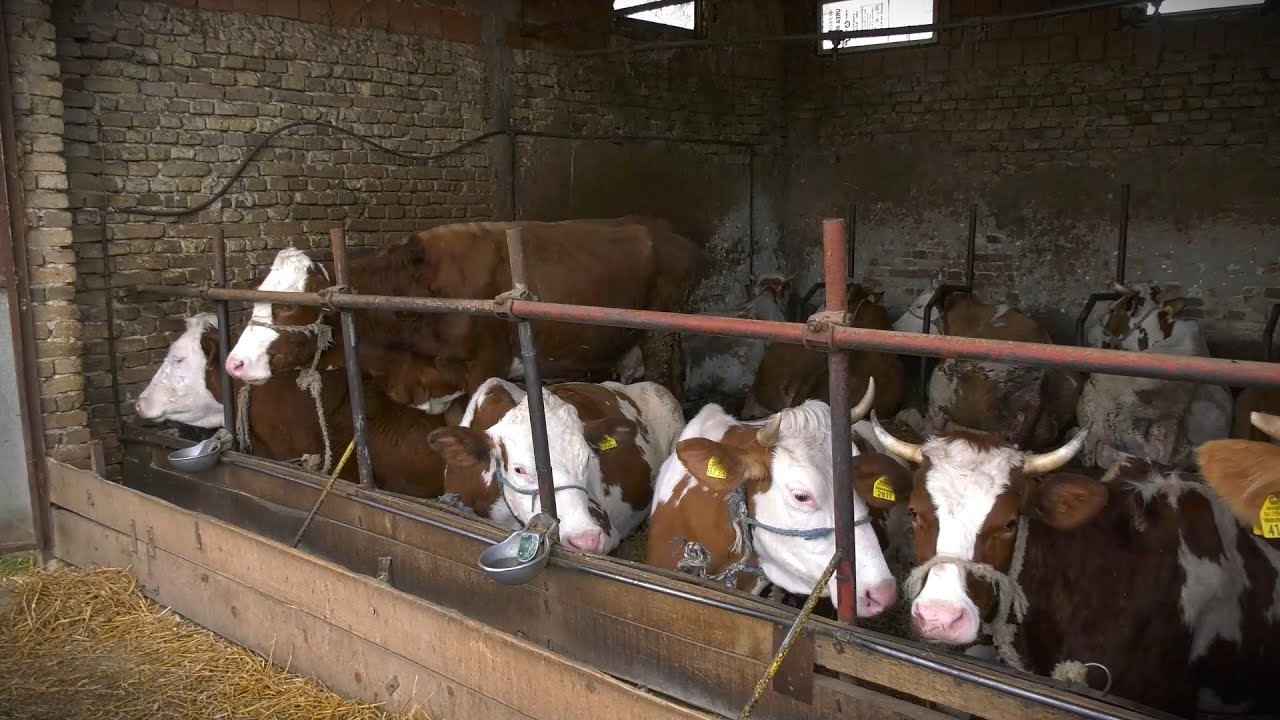 Udruženje proizvođača mleka Mačvanskog okruga: Velike farme uništavaju porodična gazdinstva