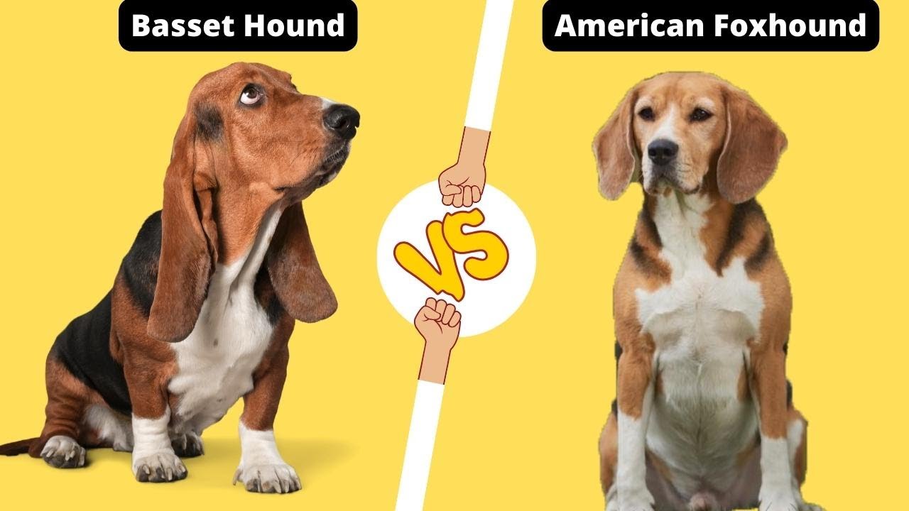 BASSET HOUND VS AMERICAN FOXHOUND - THE BEST HUNTING DOGS?