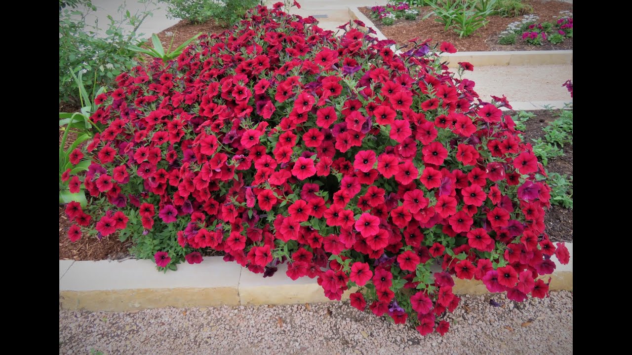 Petuniile vor înflori abundent pâna la sfârșitul toamnei. Ne ajută o procedură simplă🌸🌸🌸