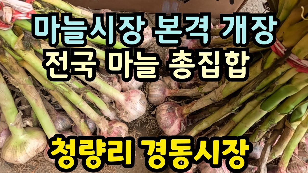 마늘가격 더 내린다. 마늘시장이 본격 개장하면서 봄나물시장은 철수 준비