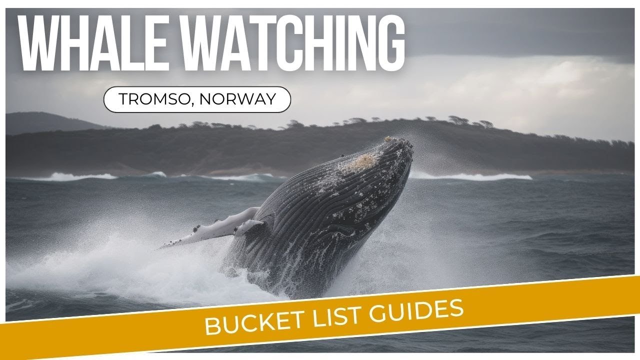 🐋🌊 Epic Whale Watching in Tromsø: Orcas and Humpbacks Up Close! - Bucket list!🌬️❄️