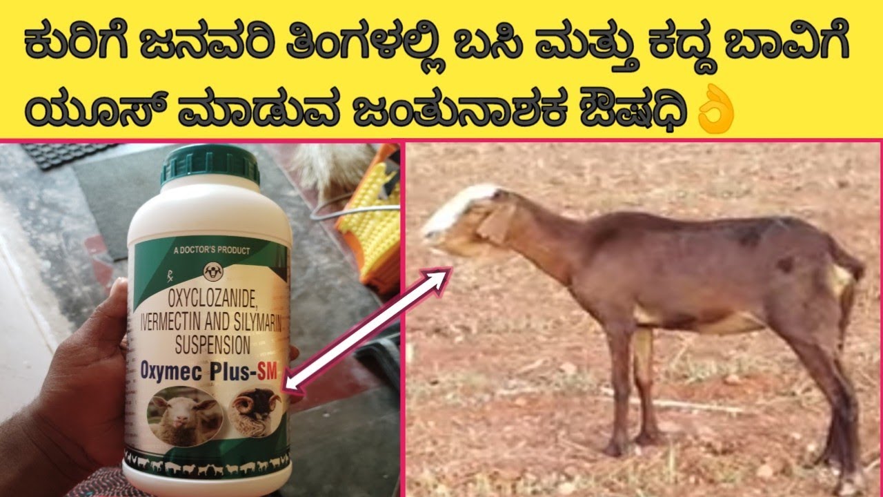 ಕುರಿಗೆ ಜನವರಿ ತಿಂಗಳಲ್ಲಿ ಬಸಿ ಮತ್ತು ಕದ್ದ ಬಾವಿಗೆ ಯೂಸ್ ಮಾಡುವ ಜಂತುನಾಶಕ ಔಷಧಿ 👌