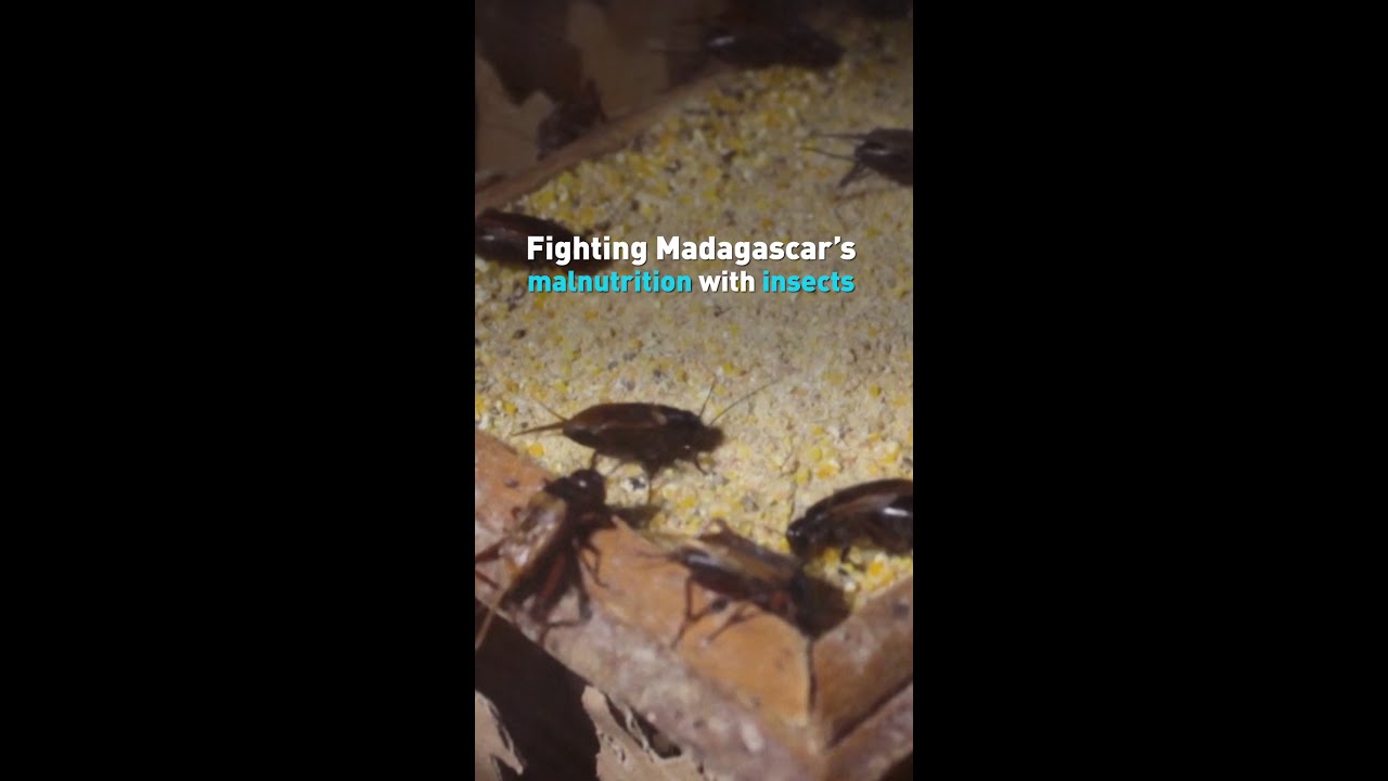 Fighting Madagascar&rsquo;s malnutrition with insects