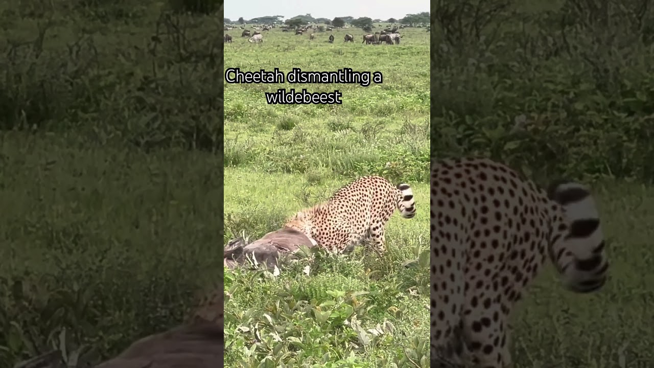 #africa #tanzania #ndutu #cheetah #tanzanianyoutuber #tanapa #ngorongoro #animals #edit #attitude