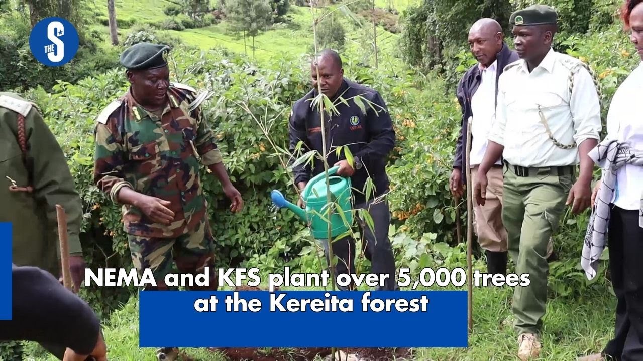 NEMA and KFS plant over 5,000 trees at Kereita forest