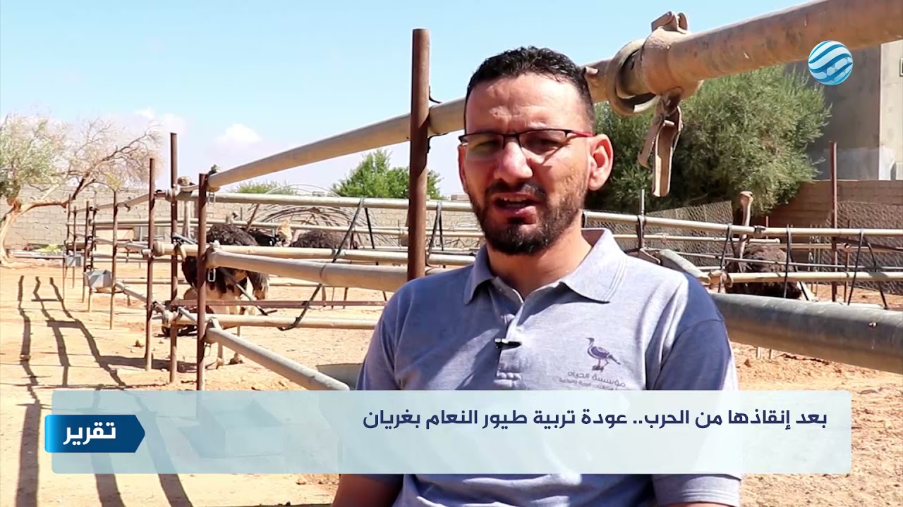 بعد إنقاذها من الحرب.. عودة تربية طيور النعام بغريان