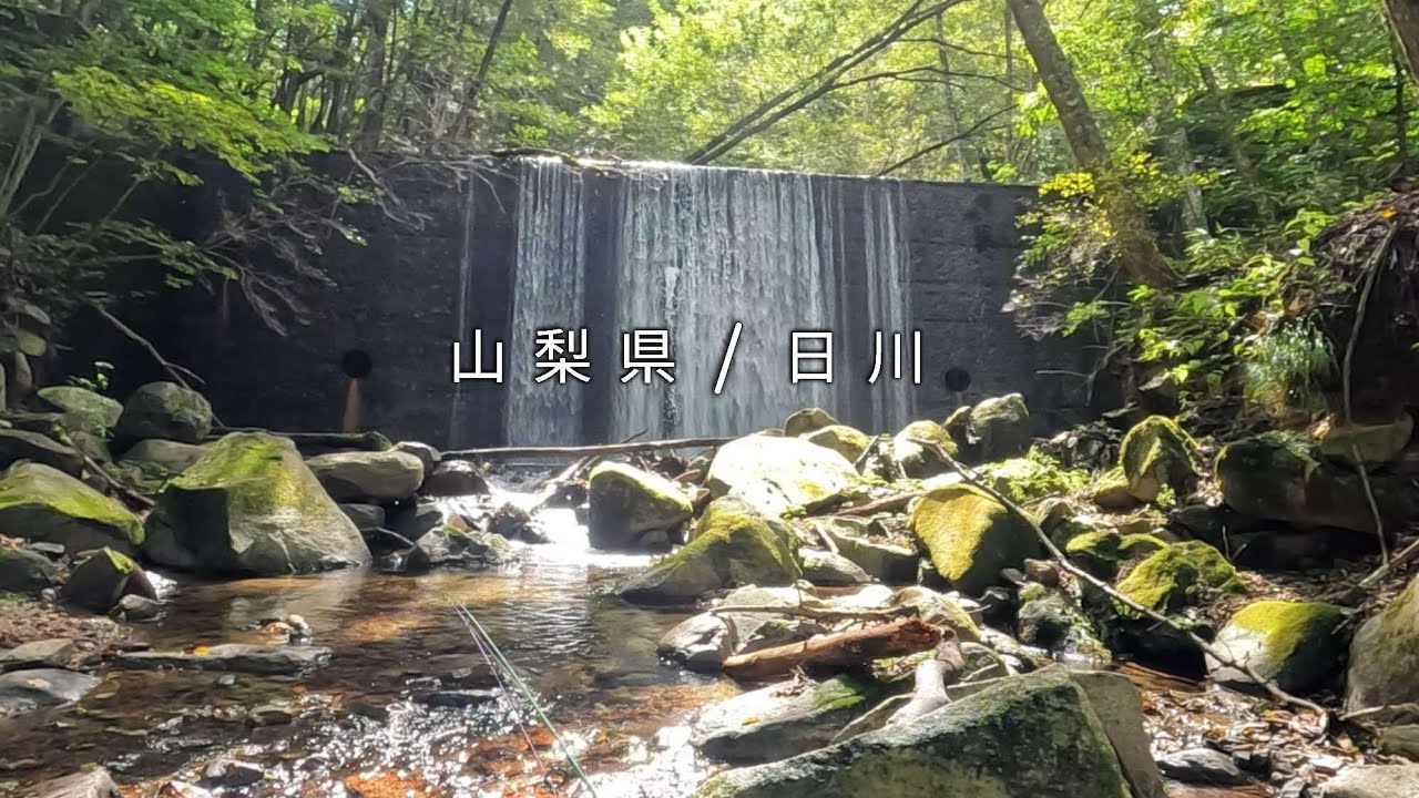 【山梨県 日川】シーズン終盤の美しい渓流で岩魚を狙う