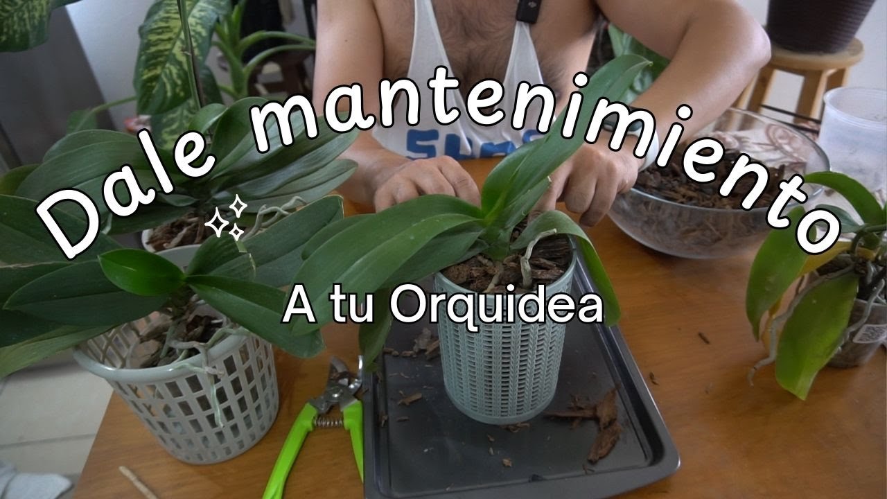 Tu ORQUÍDEA te lo AGRADECERÁ! | Cambio de Sustrato y Mantenimiento Completo