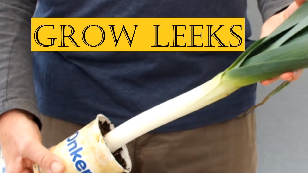 Grow  leeks in Beds, Buckets and Yogurt Pots. Growing lots of  vegetables in small spaces