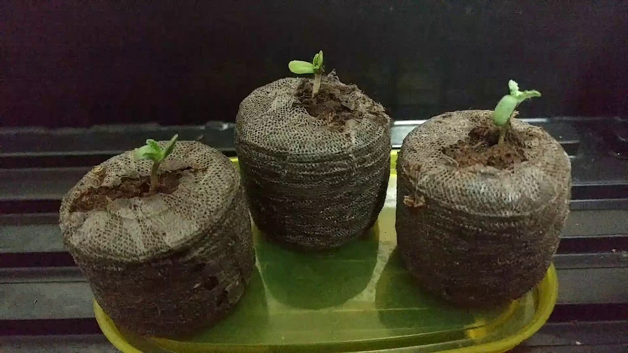 Starting some crop king seeds