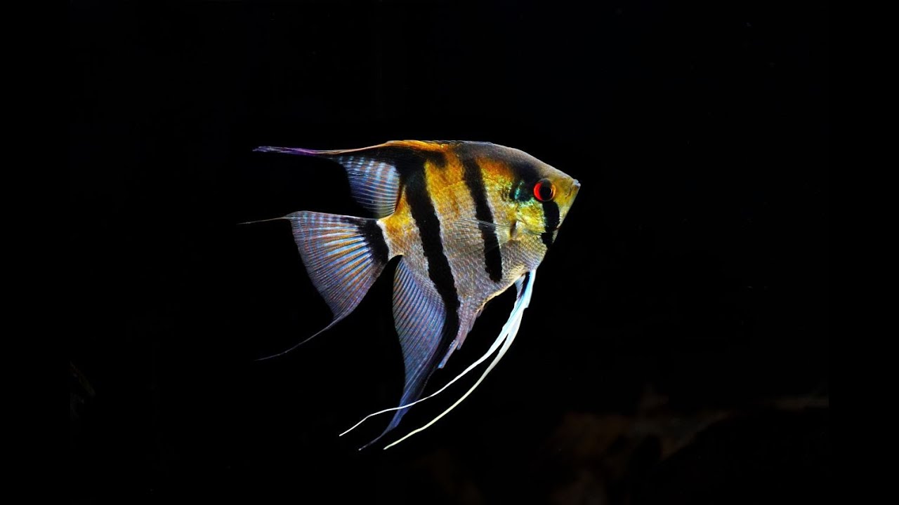 Fishtopias Skalare Part 2