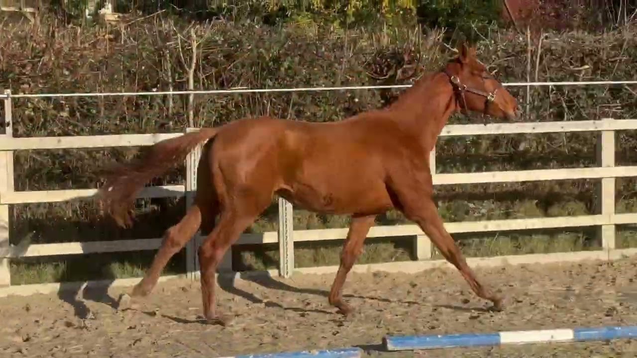 2024 KWPN Stallion by Opoque x Vivaldi