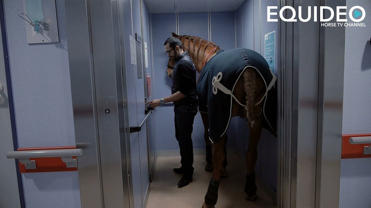 Peyo Cheval de Coeur