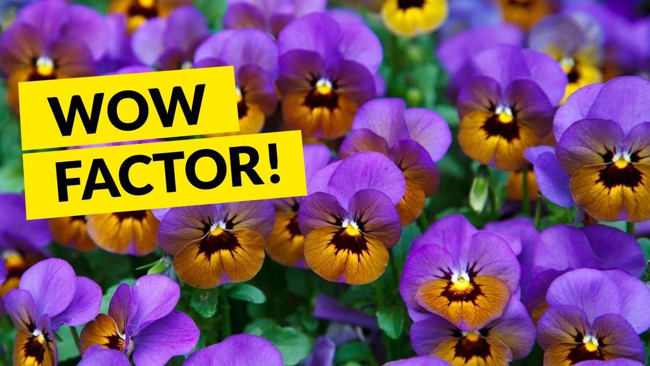 Make your garden pop with these exciting color combinations - exciting, energy-filled gardens