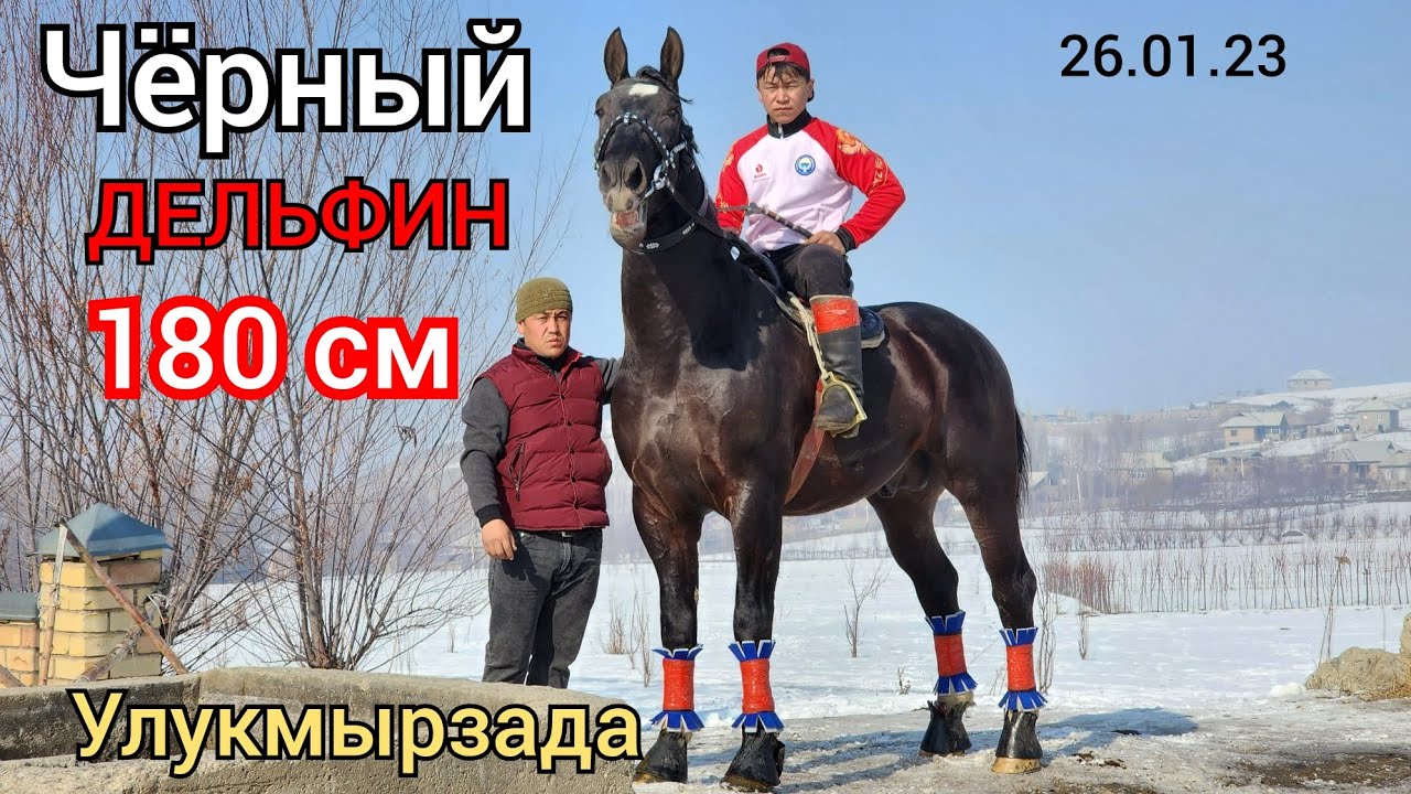 Улукмырзада 180 см ЧЕРНЫЙ ⚫️ ДЕЛЬФИН
