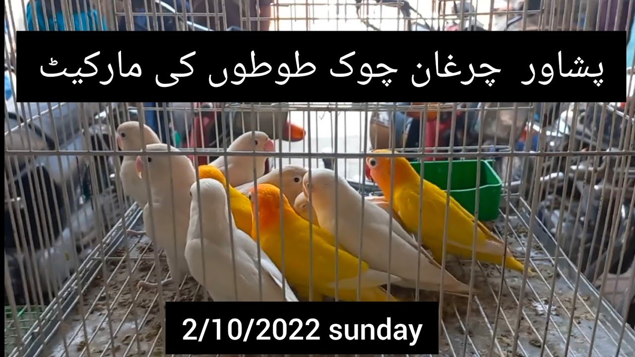 Peshawar Birds Market Chargano Chowk