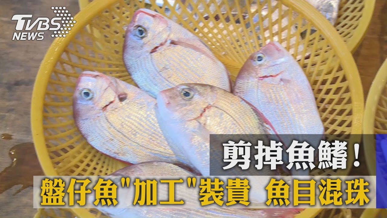 剪掉魚鰭! 盤仔魚