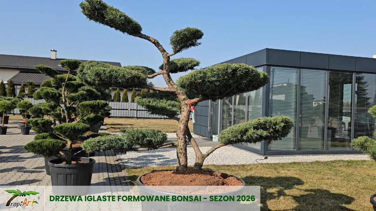 Ogromne dostawy mrozoodporne formowane drzewa bonsai niwaki do ogrodu! Sezon 2026