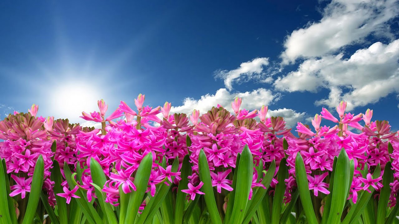 Dal a kikeletről 🌞🌿🌸
