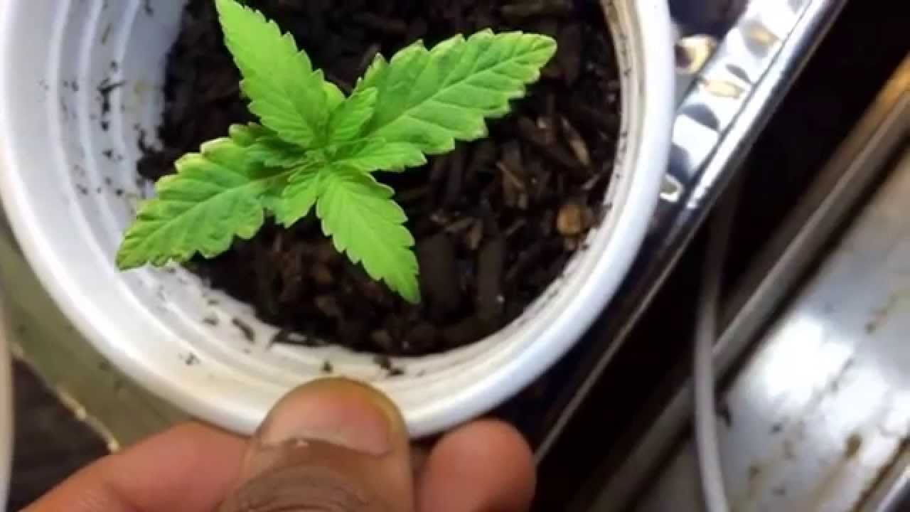 Marijuana closet grow closet cfl first timer