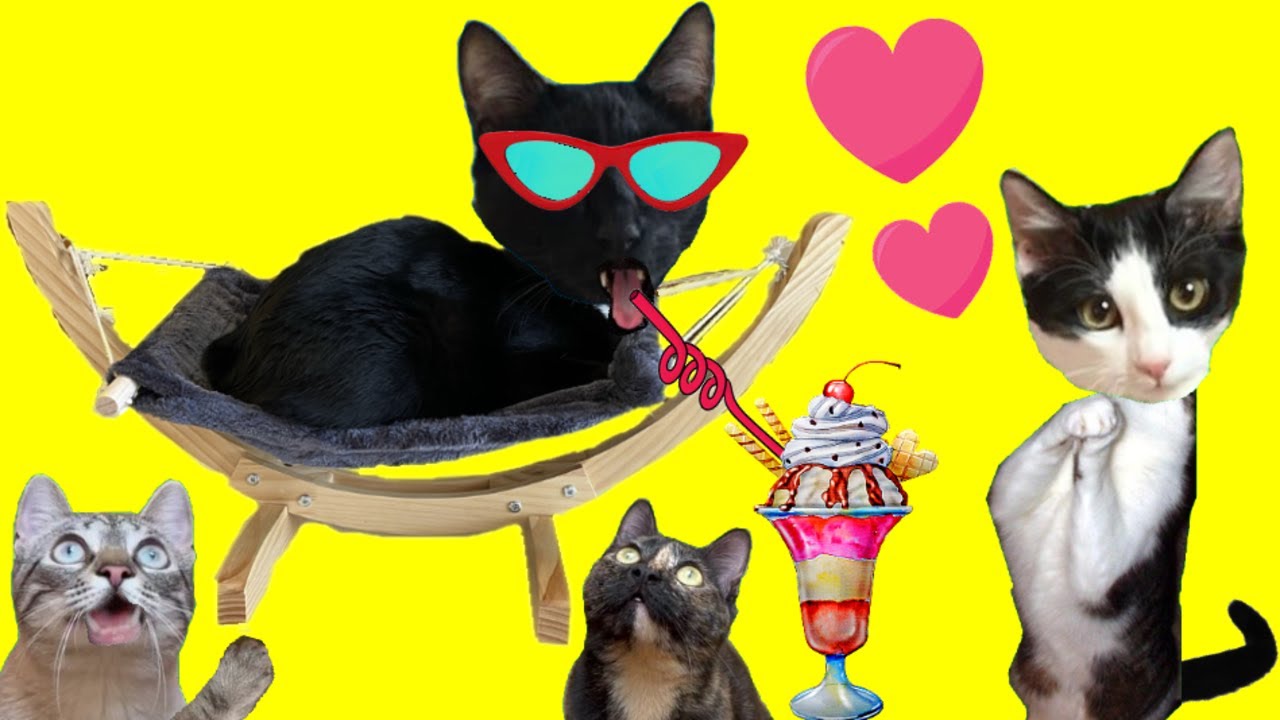 Construyo una hamaca para gatos Luna y Estrella Nata y Chocolate en casa / Videos de gatitos