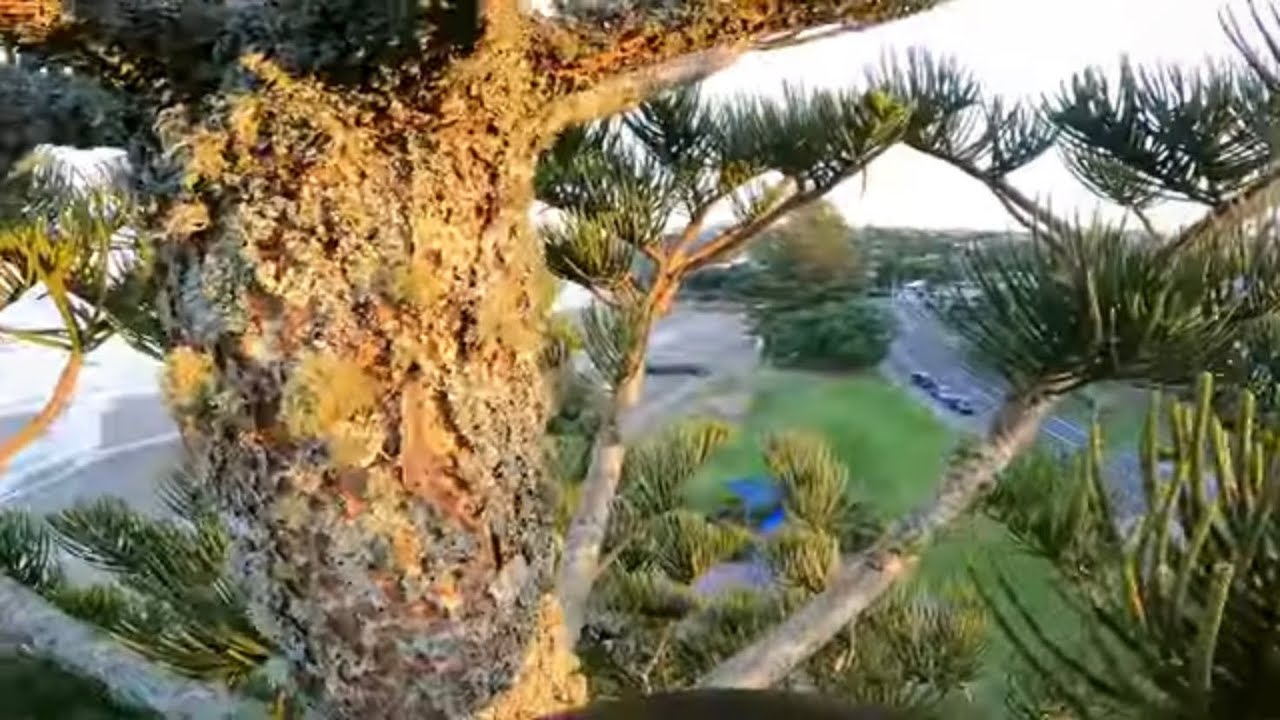 Crazy 70-foot Tree Climb (Free Climb)