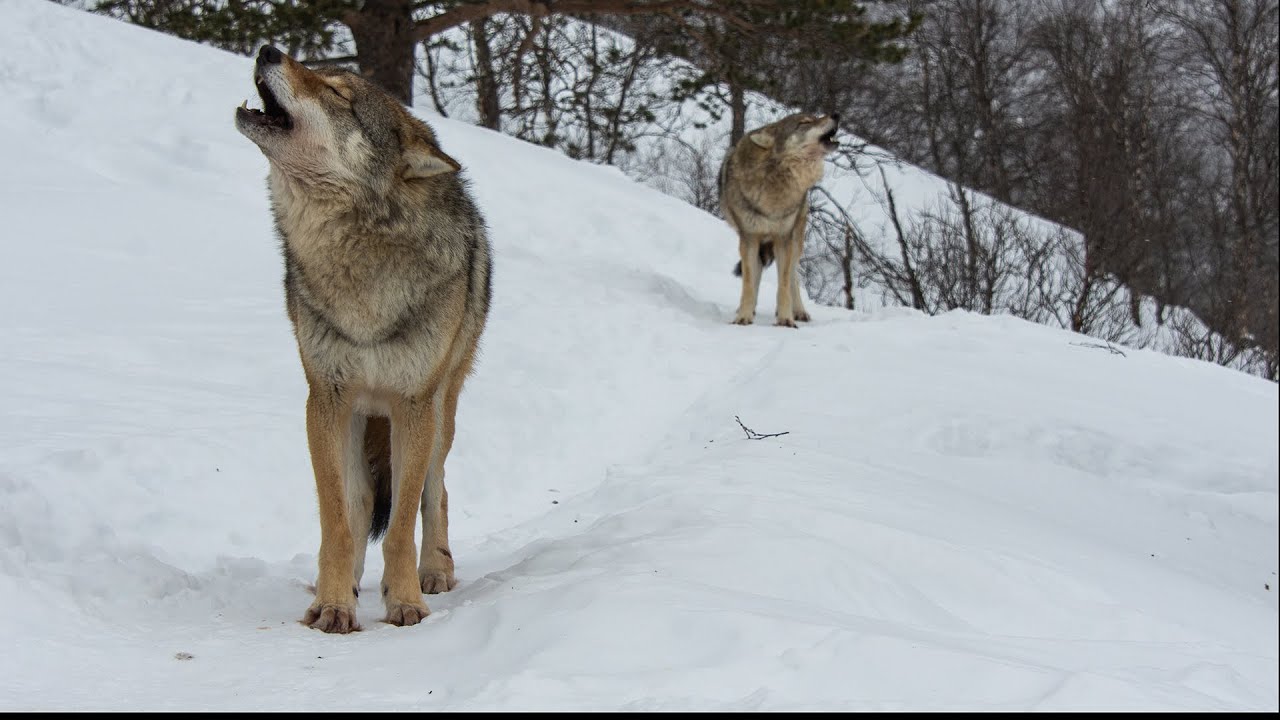 Meeting the Wolves