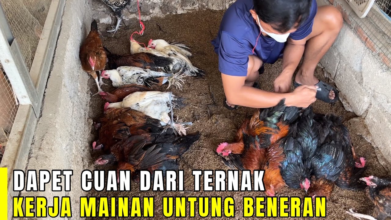 Berapa Untung Ternak Ayam Skala Rumahan ?