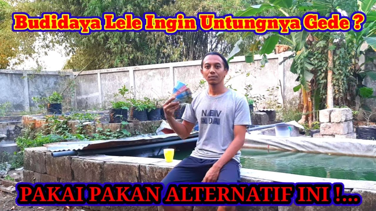 Keuntungan budidaya lele per 1000 ekor || dengan pakan alternatif ayam || pakan alternatif lele
