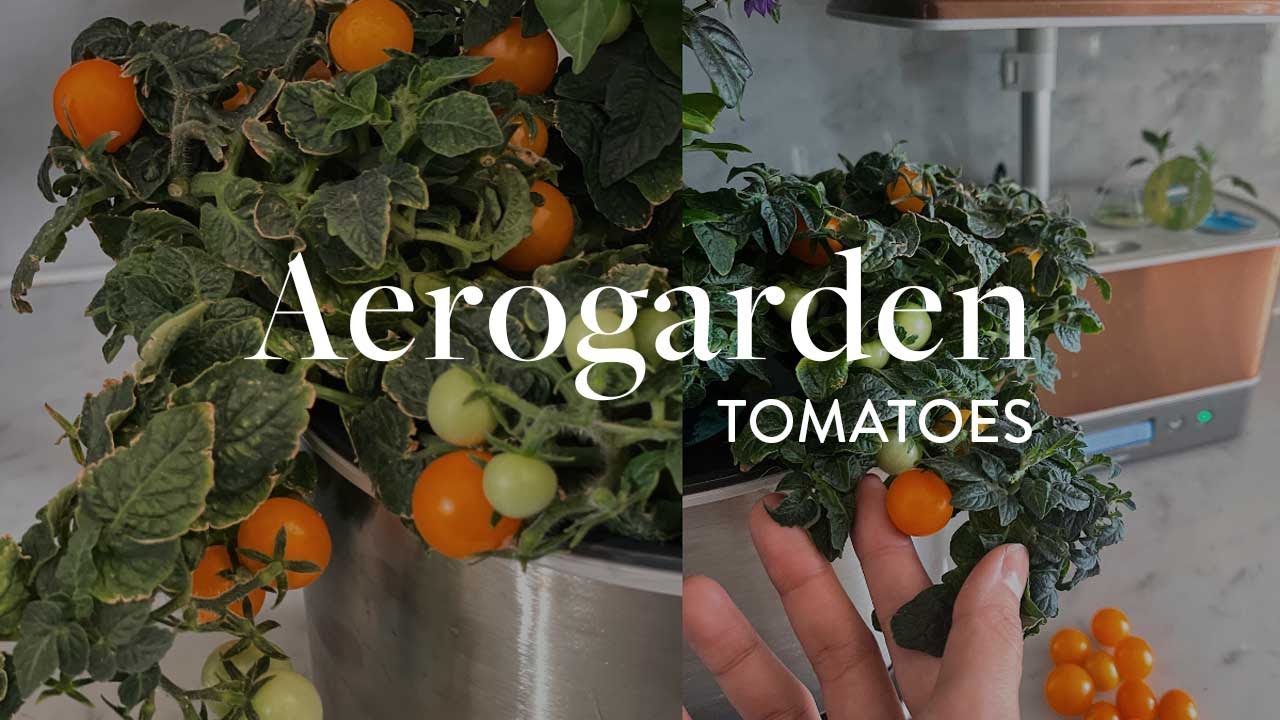 How to grow hydroponic Orange Hat Cherry Tomatoes indoors (aerogarden experiments)