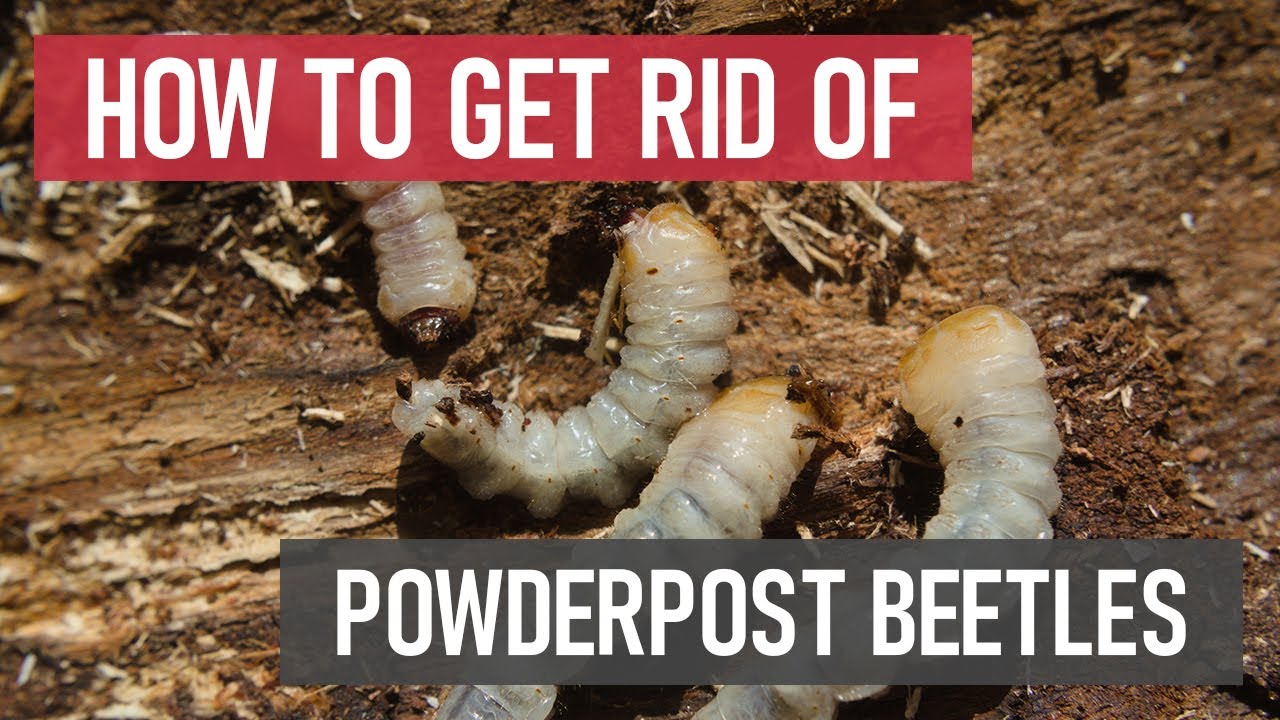 How to Get Rid of Powderpost Beetles [DIY Pest Control]