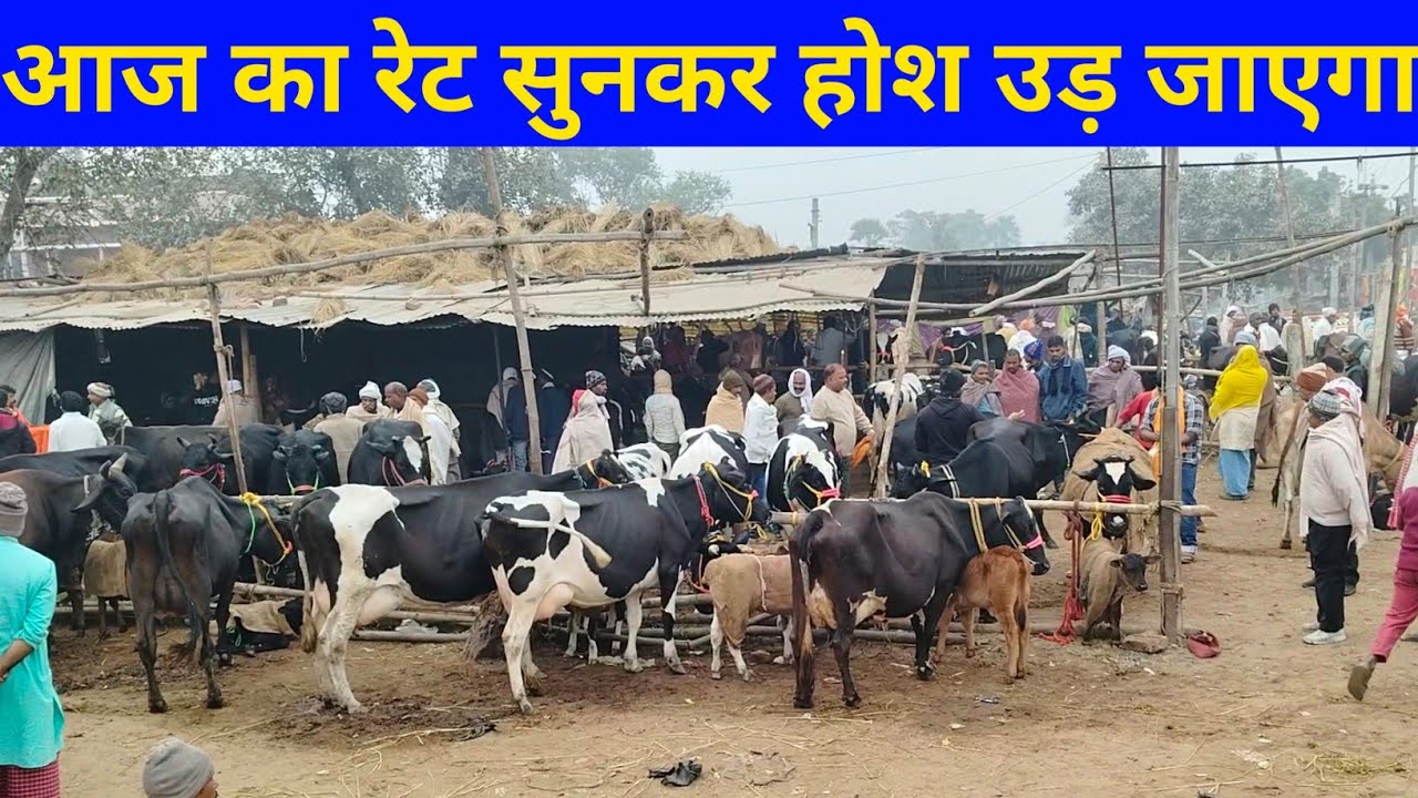 आज का रेट सुनकर आपका होश उड़ जाएगा बख्तियारपुर पशु मंडी bakhtiyarpur pashu Mandi