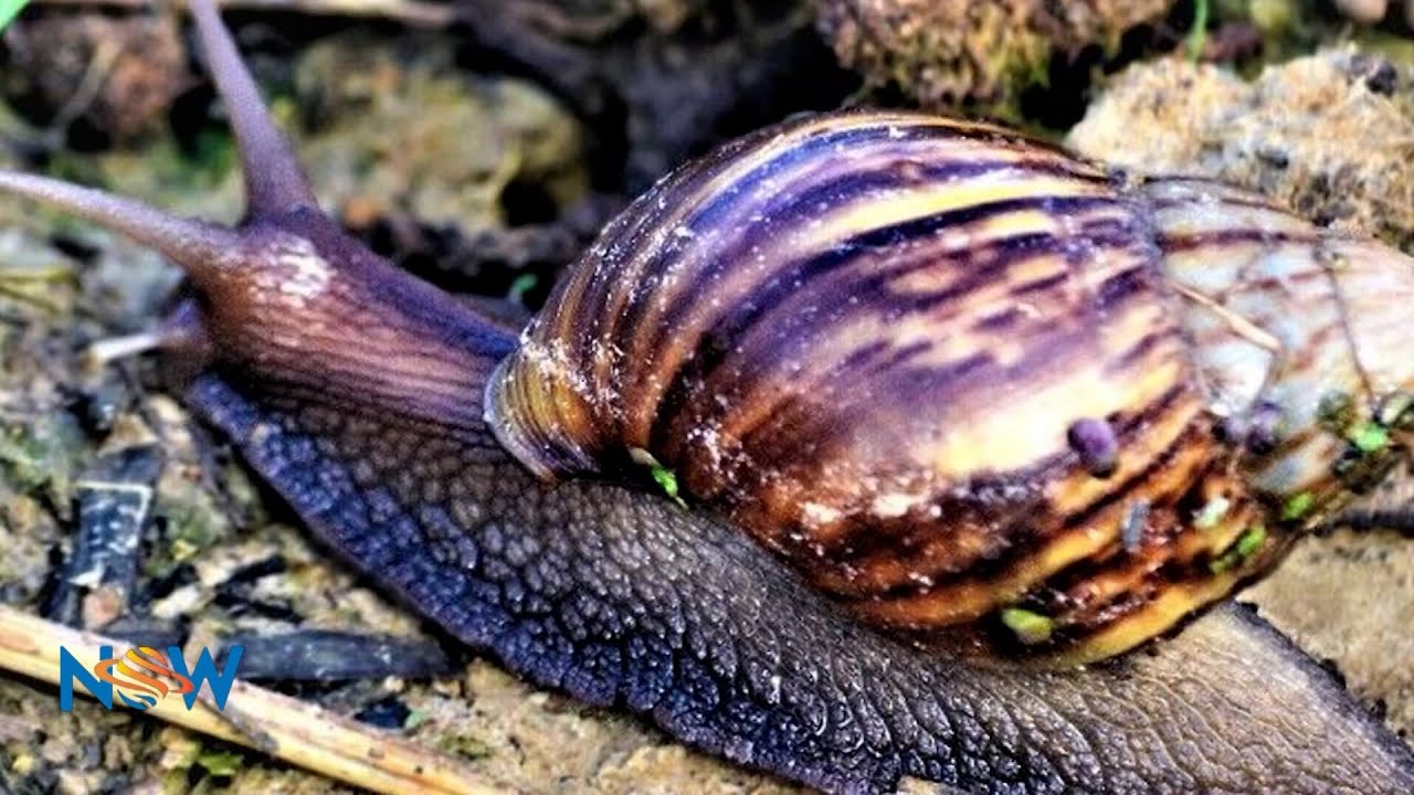 Public Education And Awareness Symposium - The Giant African Snail: Friend Or Foe