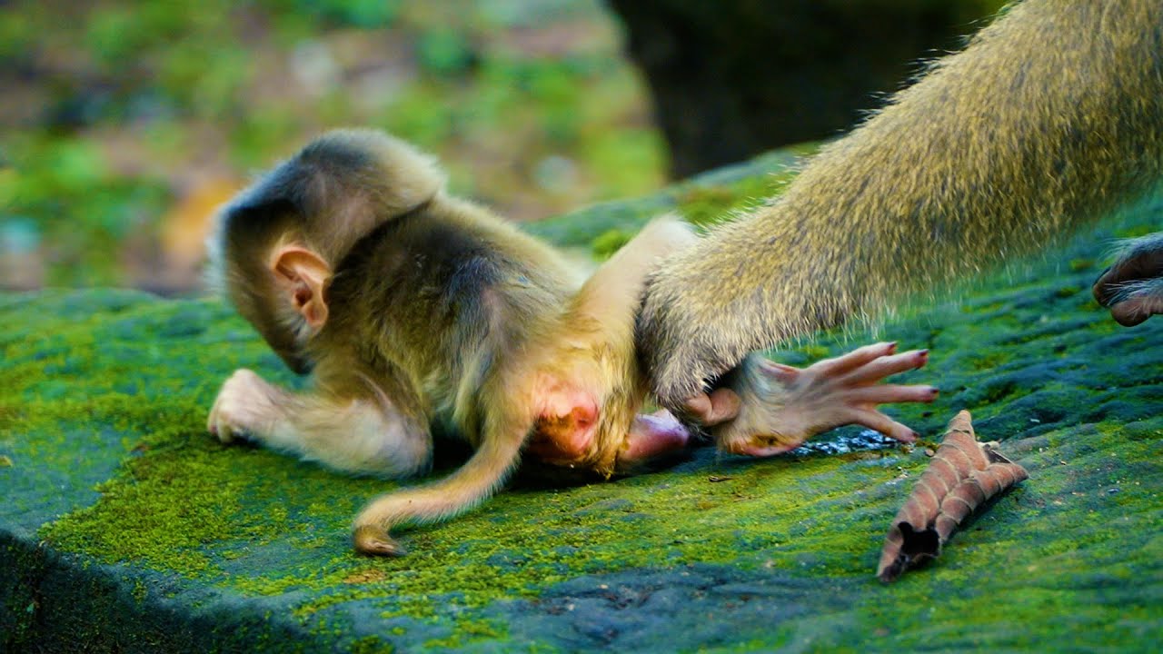 Baby Newborn Lynx Cri Can Not Balance Himself____ Monkey Luna Training Her Baby For Walking